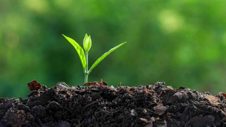 small-green-plant-growing-in-a-mound-of-dirt-16x9