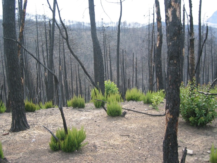 pine-plantation-following-a-fire-in-the-meditterranean-in-2005