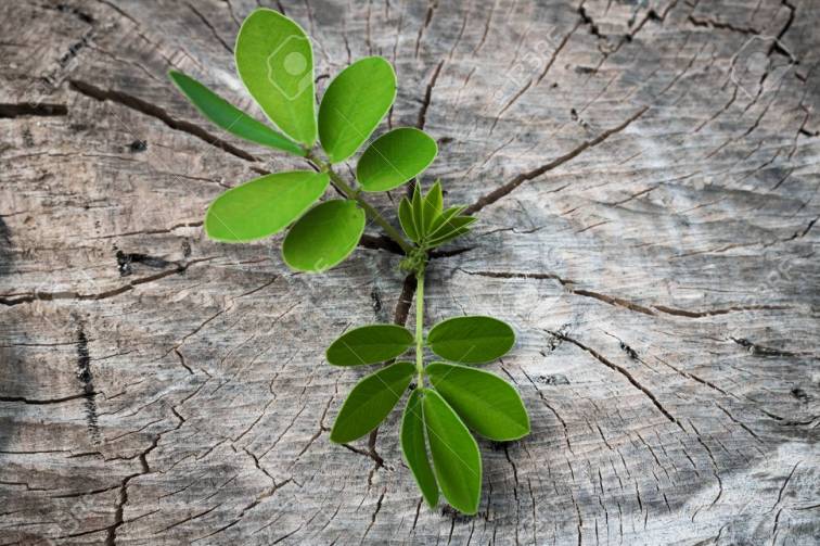 The rebirth of the tree.